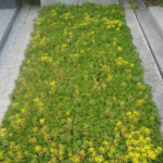 Sedum Sedum