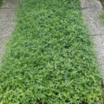 Immergrün Immergrün